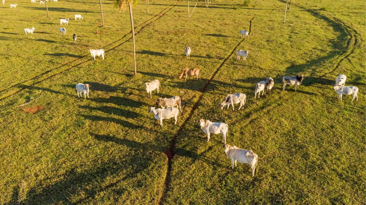 Pecuária no Brasil